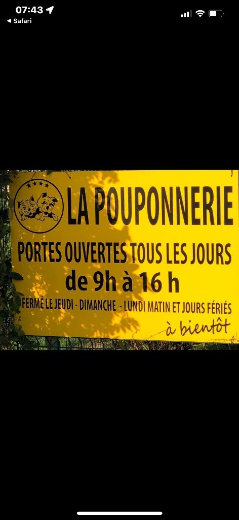 La Pouponnerie, Elevage Du Pre Moussey - Chiot disponible  - Golden Retriever