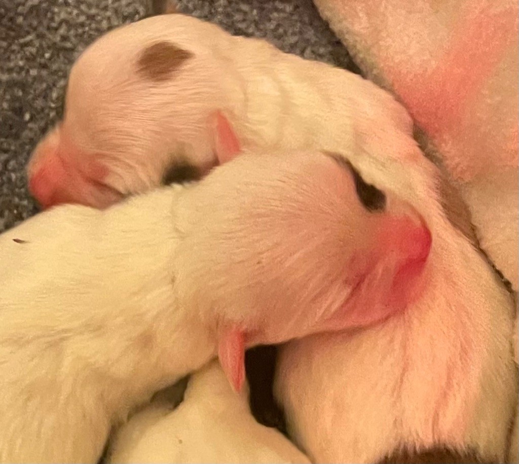 Chiots Cotons De Tulear Disponibles LOF