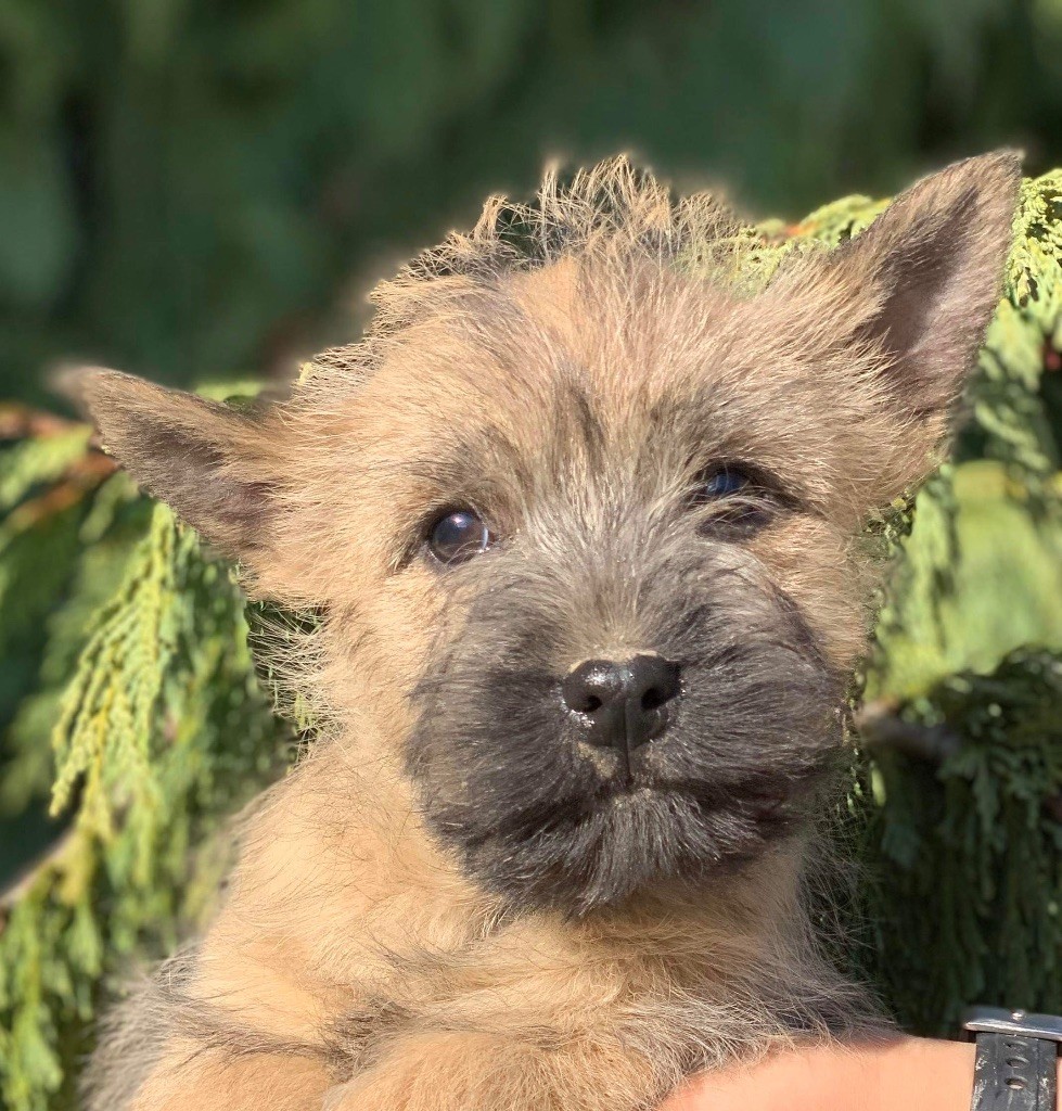 La Pouponnerie, Elevage Du Pre Moussey - Chiot disponible  - Cairn Terrier
