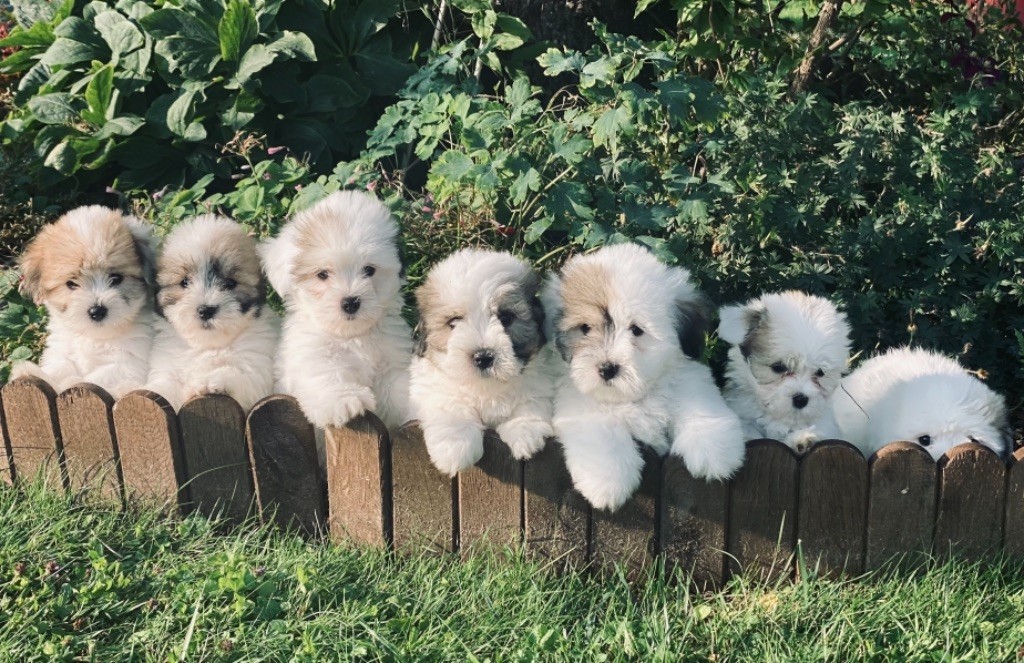 Chiots Cotons De Tulear Disponibles LOF