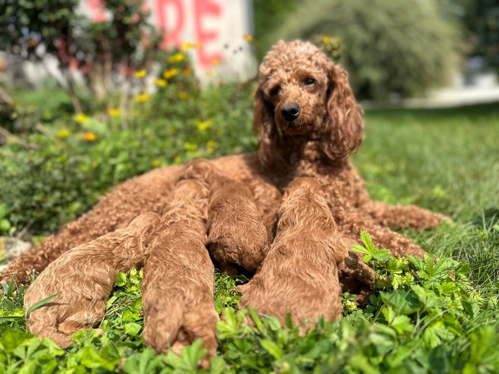 La Pouponnerie, Elevage Du Pre Moussey - Chiot disponible  - Caniche