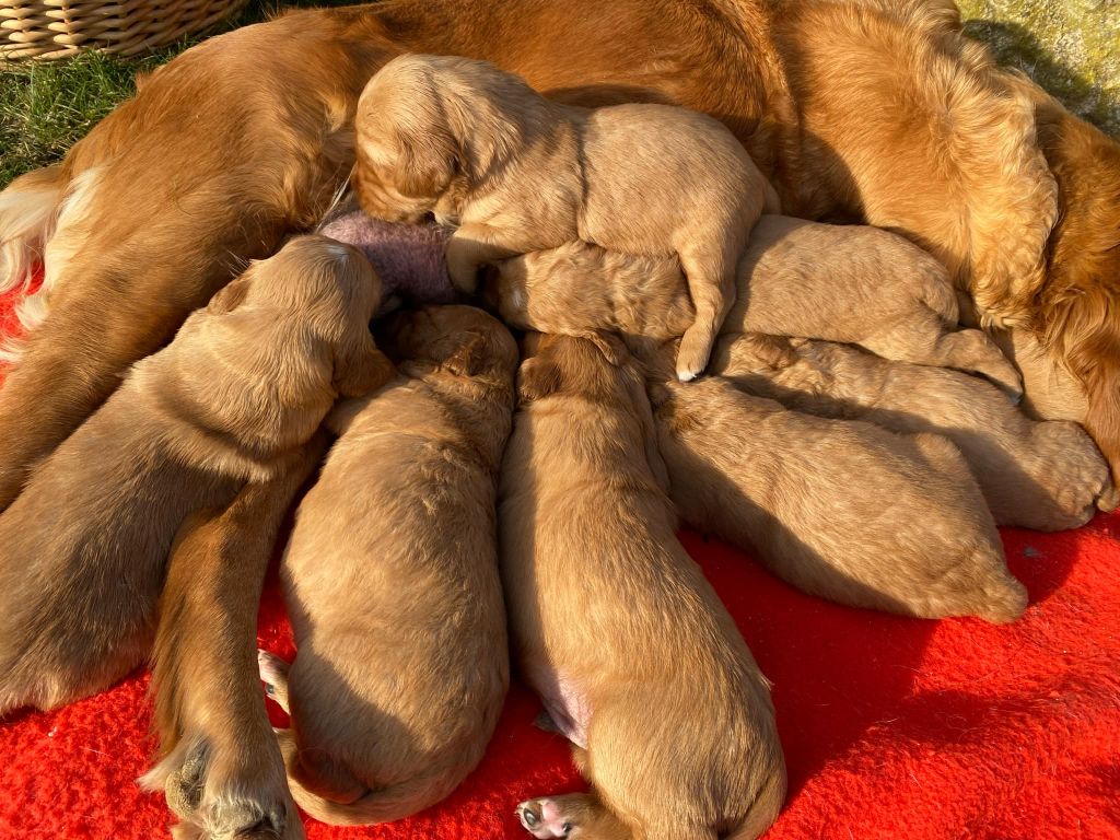 La Pouponnerie, Elevage Du Pre Moussey - Chiot disponible  - Golden Retriever