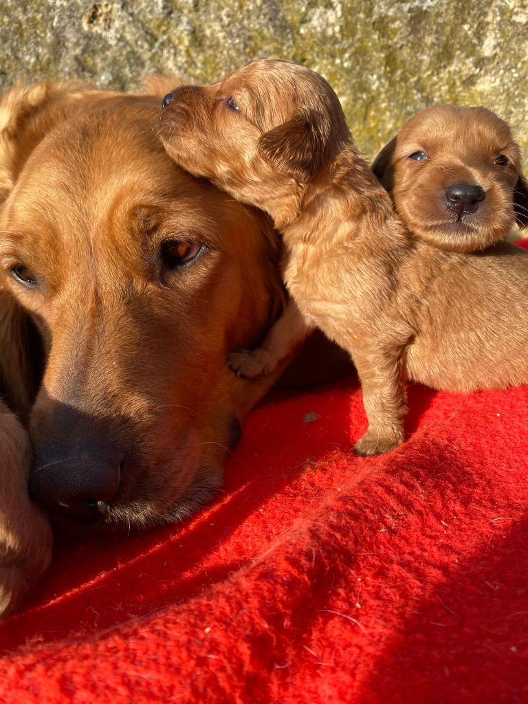 La Pouponnerie, Elevage Du Pre Moussey - Chiot disponible  - Golden Retriever