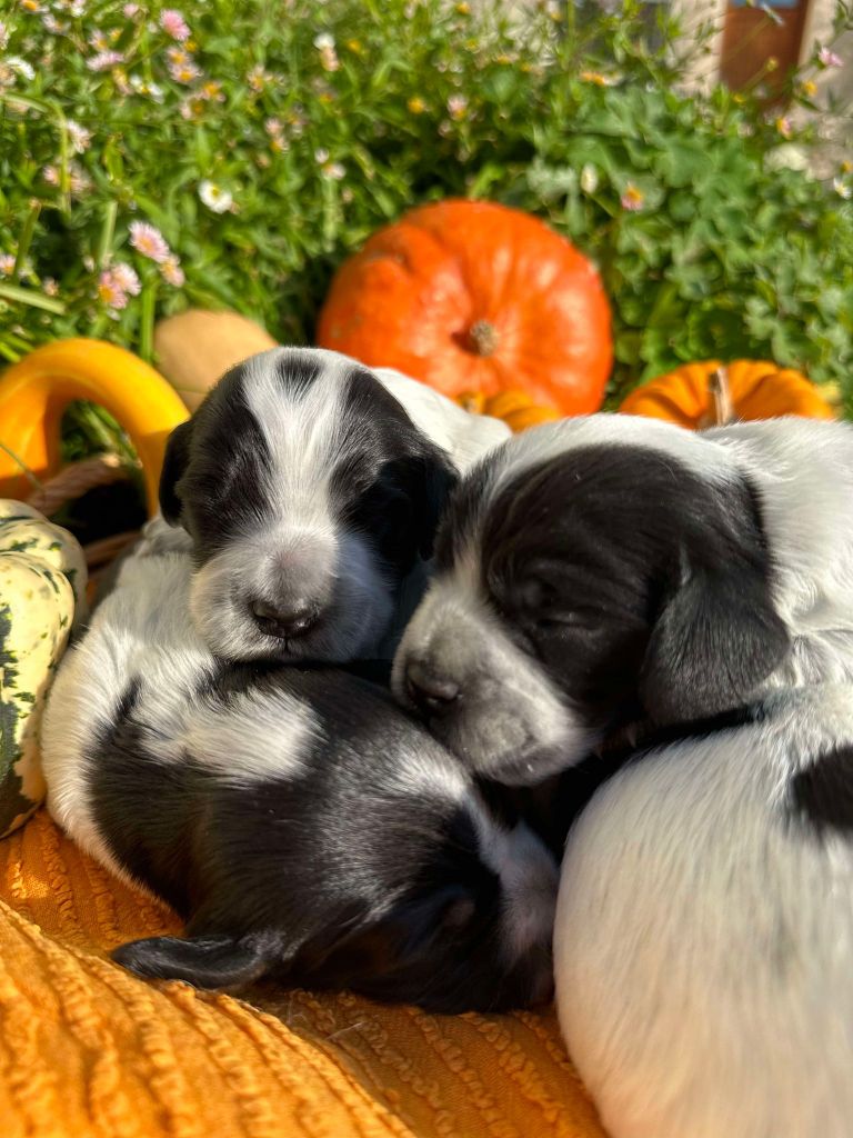 chiot Cocker Spaniel Anglais La Pouponnerie, Elevage Du Pre Moussey