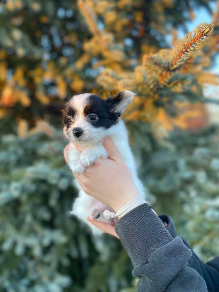 La Pouponnerie, Elevage Du Pre Moussey - Chiot disponible  - Epagneul nain Continental (Papillon)