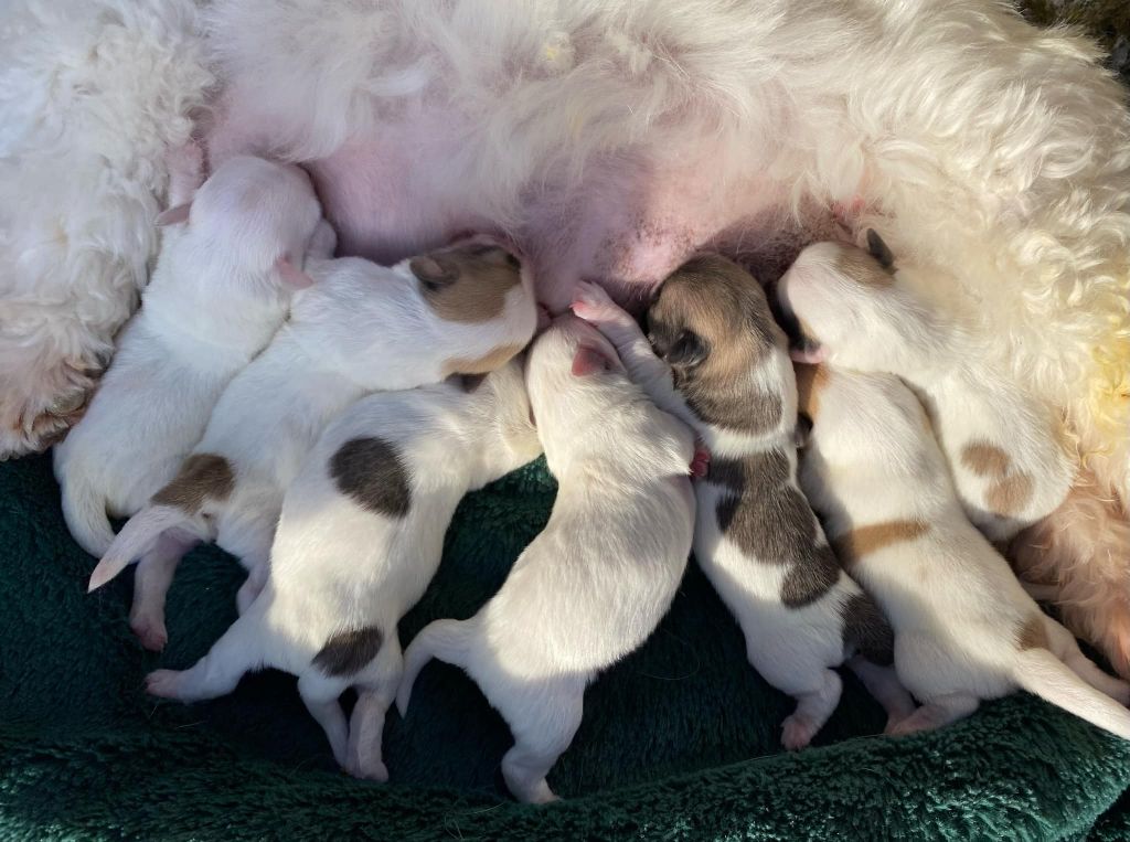 La Pouponnerie, Elevage Du Pre Moussey - Chiot disponible  - Coton de Tulear