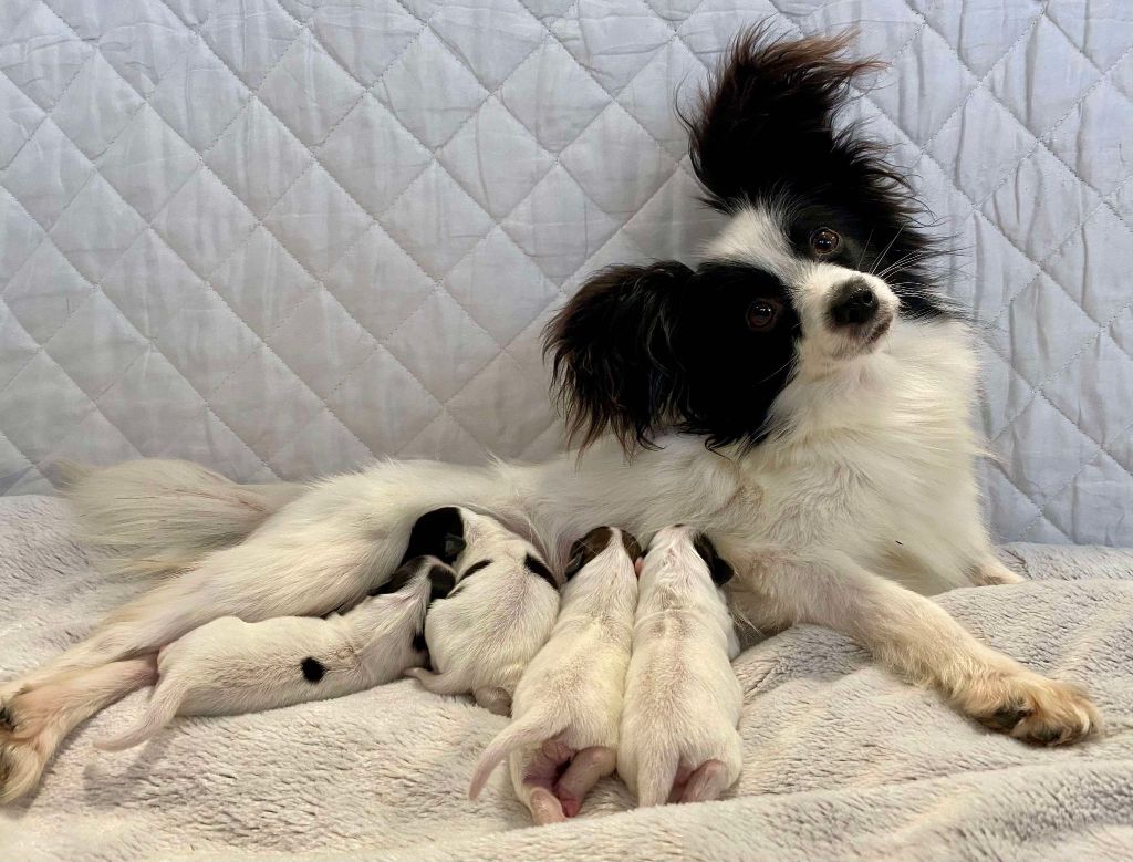 chiot Epagneul nain Continental (Papillon) La Pouponnerie, Elevage Du Pre Moussey