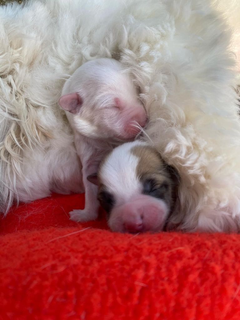 La Pouponnerie, Elevage Du Pre Moussey - Chiot disponible  - Coton de Tulear