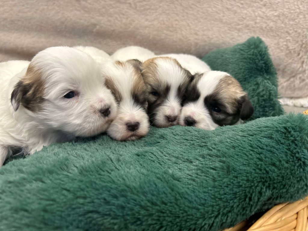 La Pouponnerie, Elevage Du Pre Moussey - Chiot disponible  - Coton de Tulear