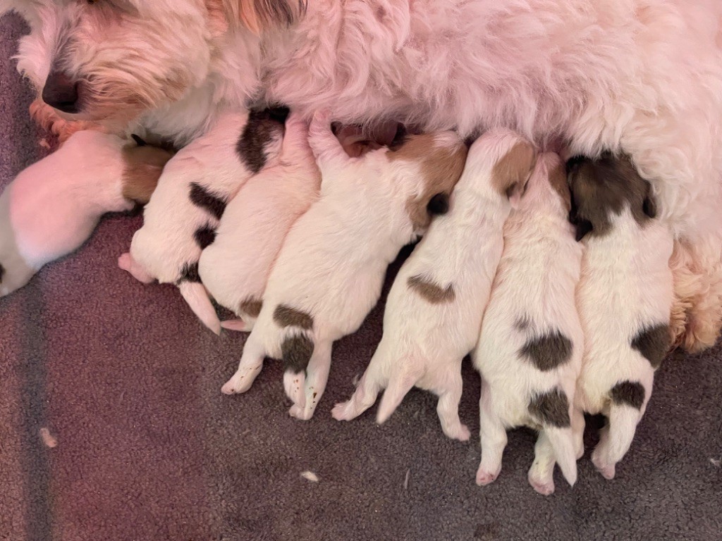 Chiot - Chiots Cotons de Tulear disponibles LOF