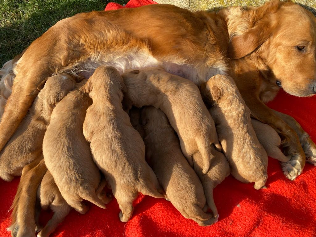 La Pouponnerie, Elevage Du Pre Moussey - Chiot disponible  - Golden Retriever