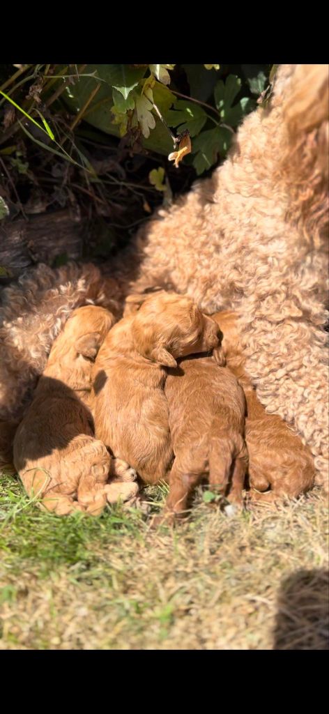 La Pouponnerie, Elevage Du Pre Moussey - Chiot disponible  - Caniche