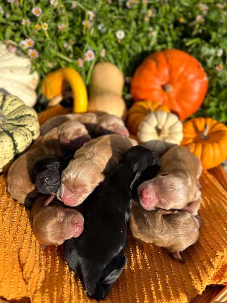 La Pouponnerie, Elevage Du Pre Moussey - Chiot disponible  - Cocker Spaniel Anglais