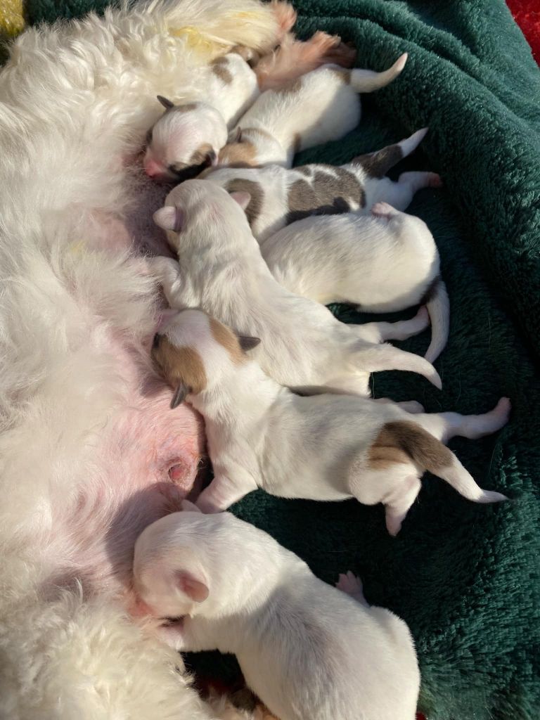 chiot Coton de Tulear La Pouponnerie, Elevage Du Pre Moussey