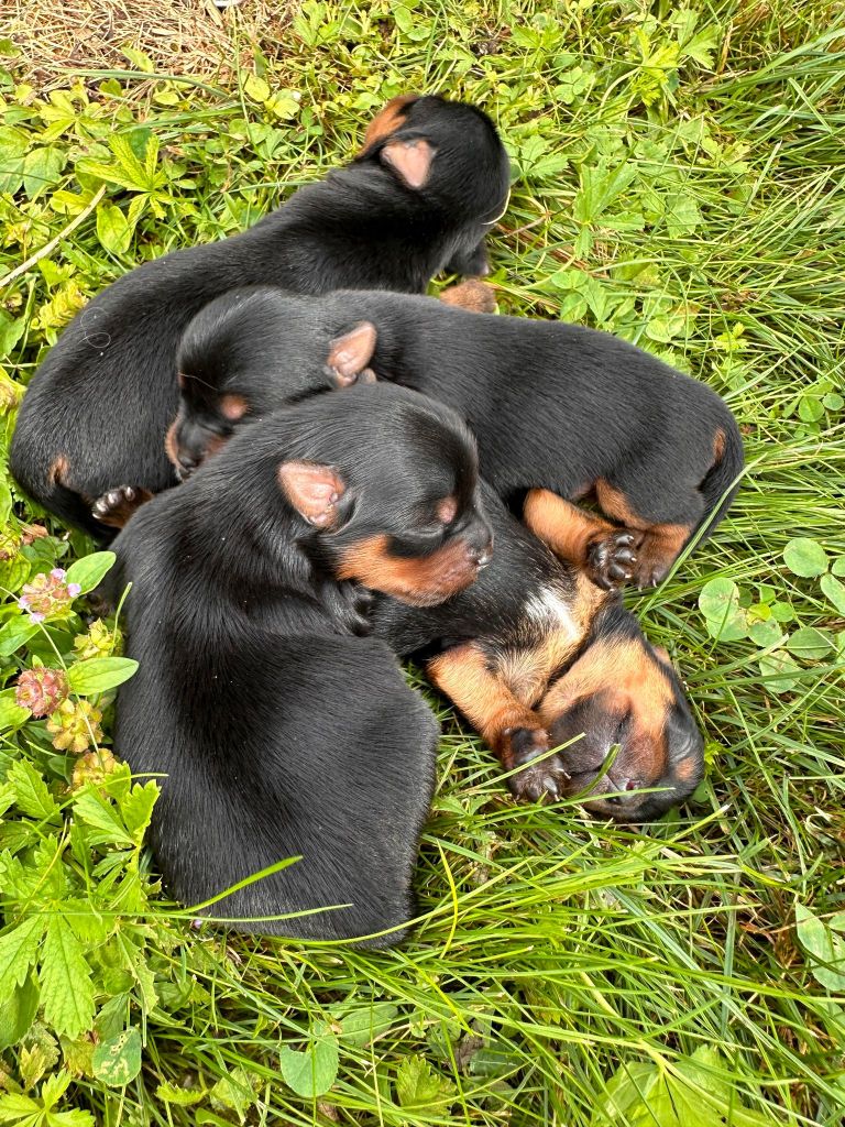 chiot Yorkshire Terrier La Pouponnerie, Elevage Du Pre Moussey