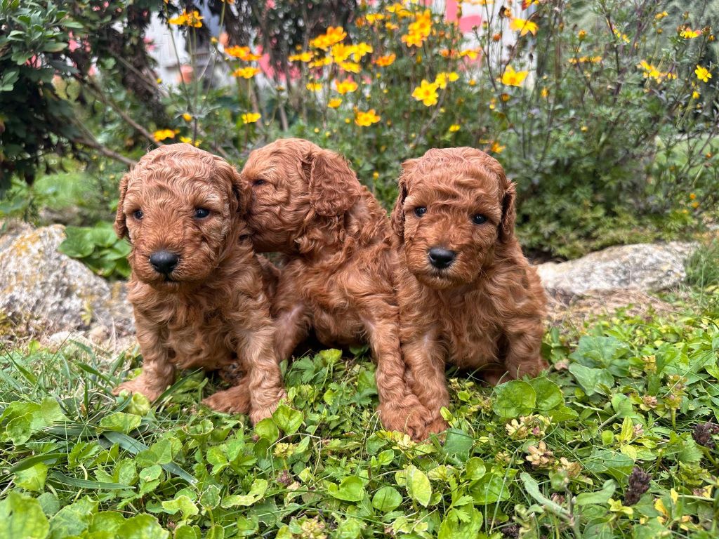 La Pouponnerie, Elevage Du Pre Moussey - Chiot disponible  - Caniche