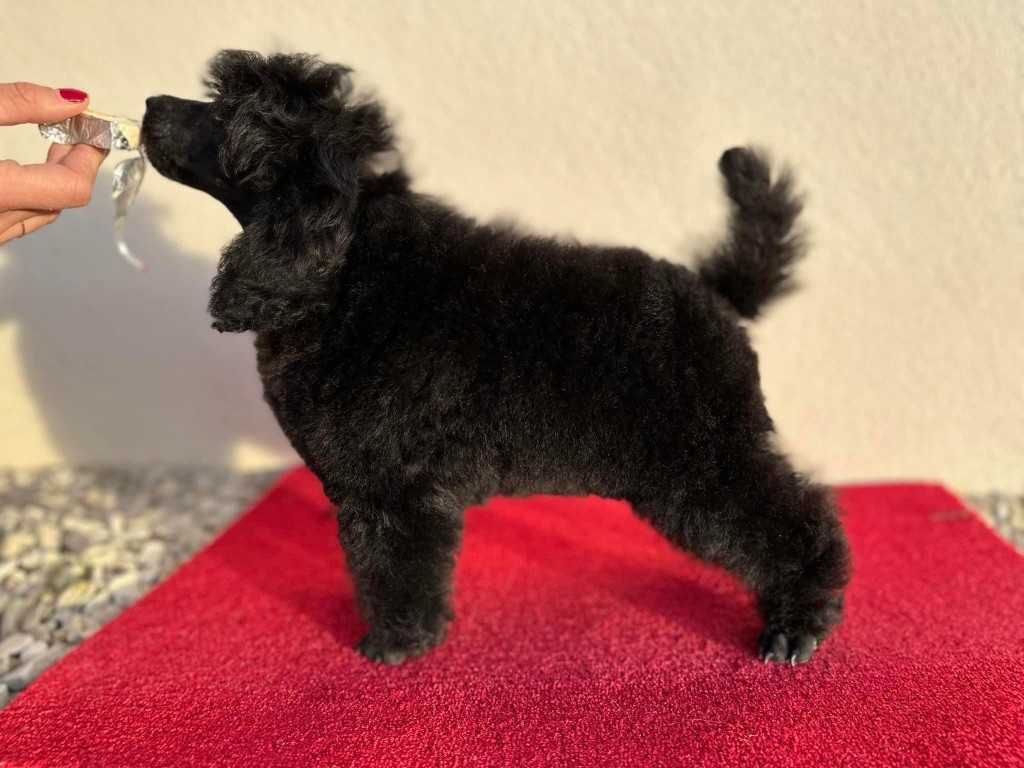 caniche mohawk