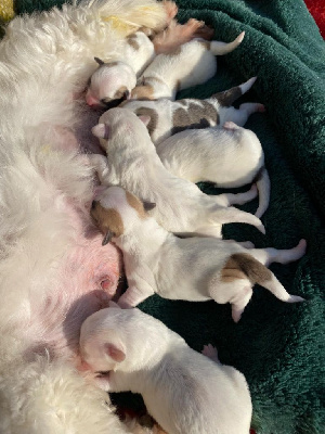 La Pouponnerie, Elevage Du Pre Moussey - Coton de Tulear - Portée née le 30/12/2024