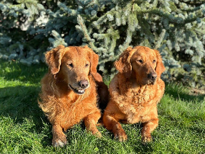 La Pouponnerie, Elevage Du Pre Moussey - Golden Retriever - Portée née le 14/12/2024