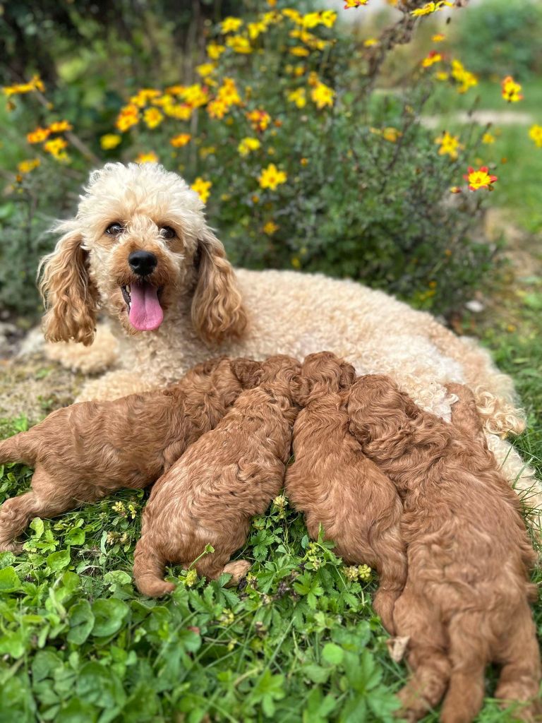 La Pouponnerie, Elevage Du Pre Moussey - Chiot disponible  - Caniche