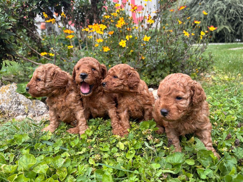 La Pouponnerie, Elevage Du Pre Moussey - Chiot disponible  - Caniche