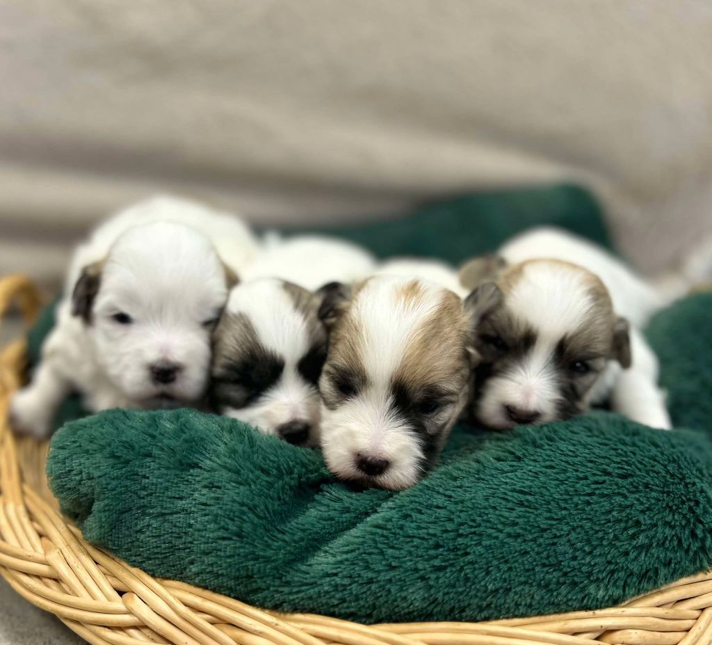 La Pouponnerie, Elevage Du Pre Moussey - Chiot disponible  - Coton de Tulear