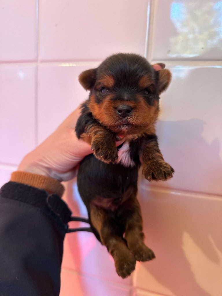 La Pouponnerie, Elevage Du Pre Moussey - Chiot disponible  - Yorkshire Terrier