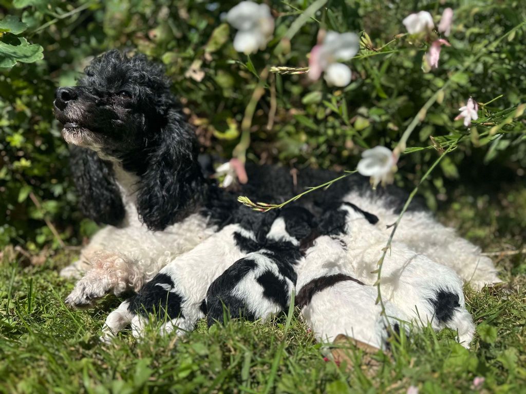 chiot Caniche La Pouponnerie, Elevage Du Pre Moussey