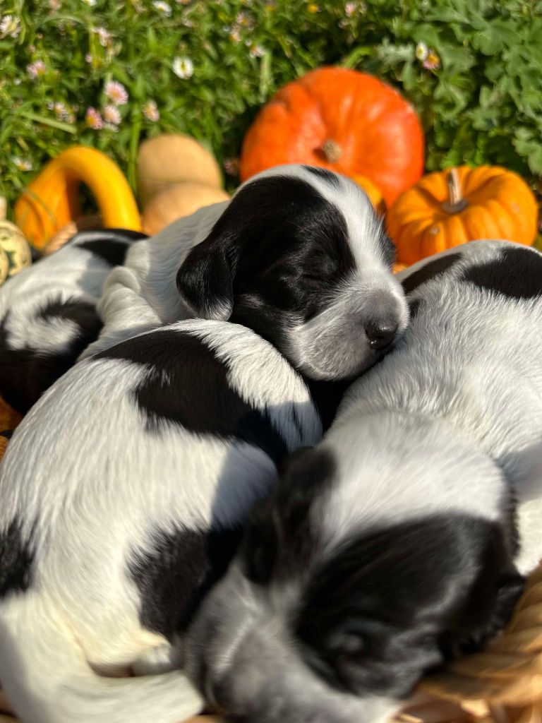 La Pouponnerie, Elevage Du Pre Moussey - Chiot disponible  - Cocker Spaniel Anglais