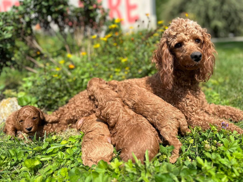 chiot Caniche La Pouponnerie, Elevage Du Pre Moussey