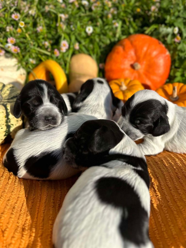 La Pouponnerie, Elevage Du Pre Moussey - Chiot disponible  - Cocker Spaniel Anglais