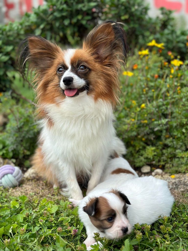 chiot Epagneul nain Continental (Papillon) La Pouponnerie, Elevage Du Pre Moussey