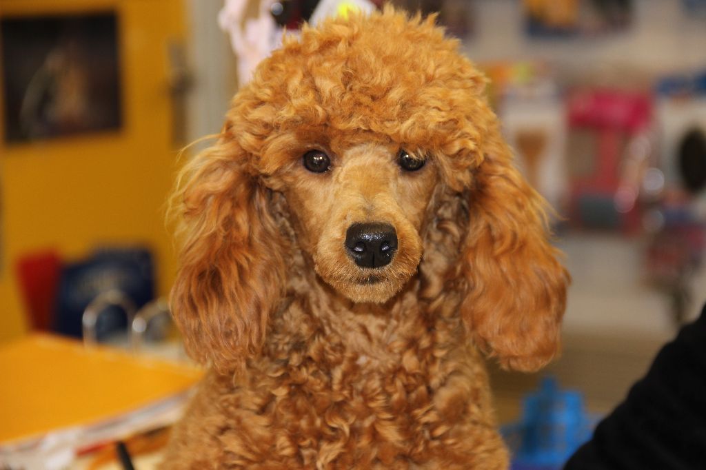 Nonette Du pré moussey