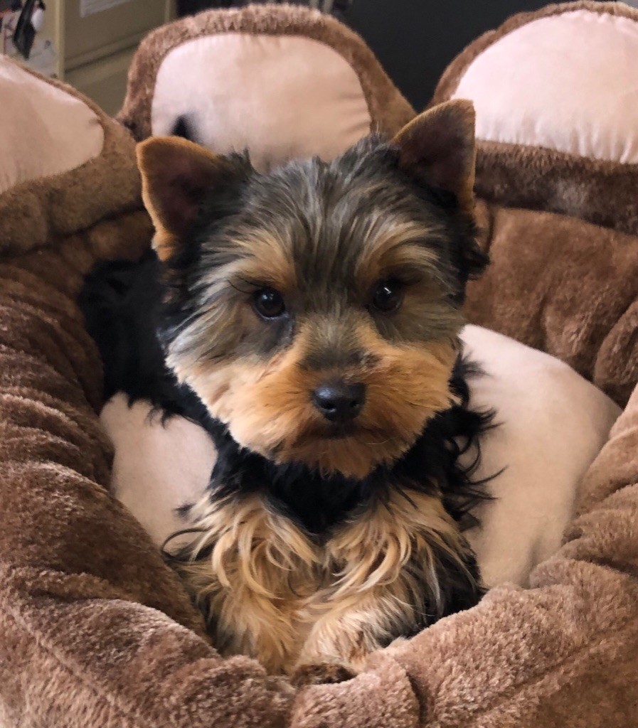 Ollie Du pré moussey