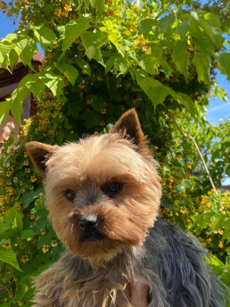 Nina Du pré moussey