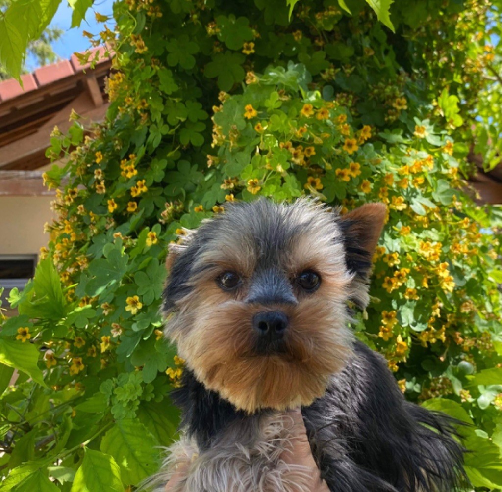 Nanou Du pré moussey