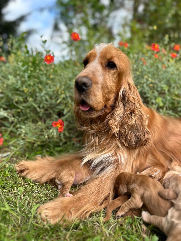 Savanne Du pré moussey