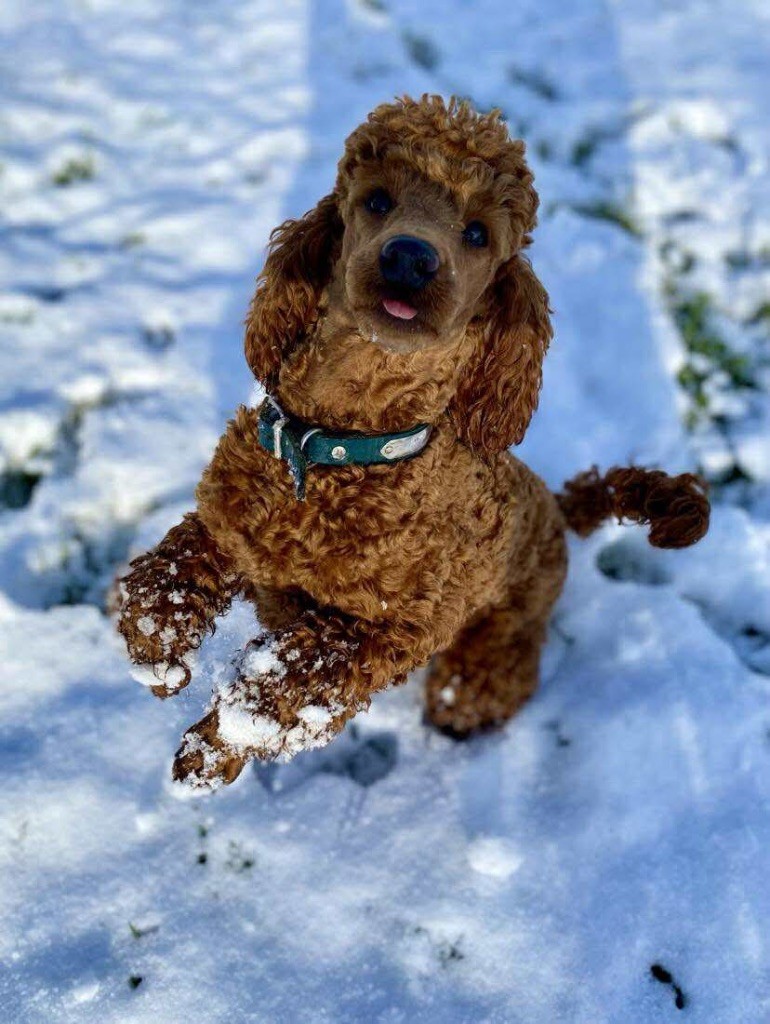 Verveine Du pré moussey