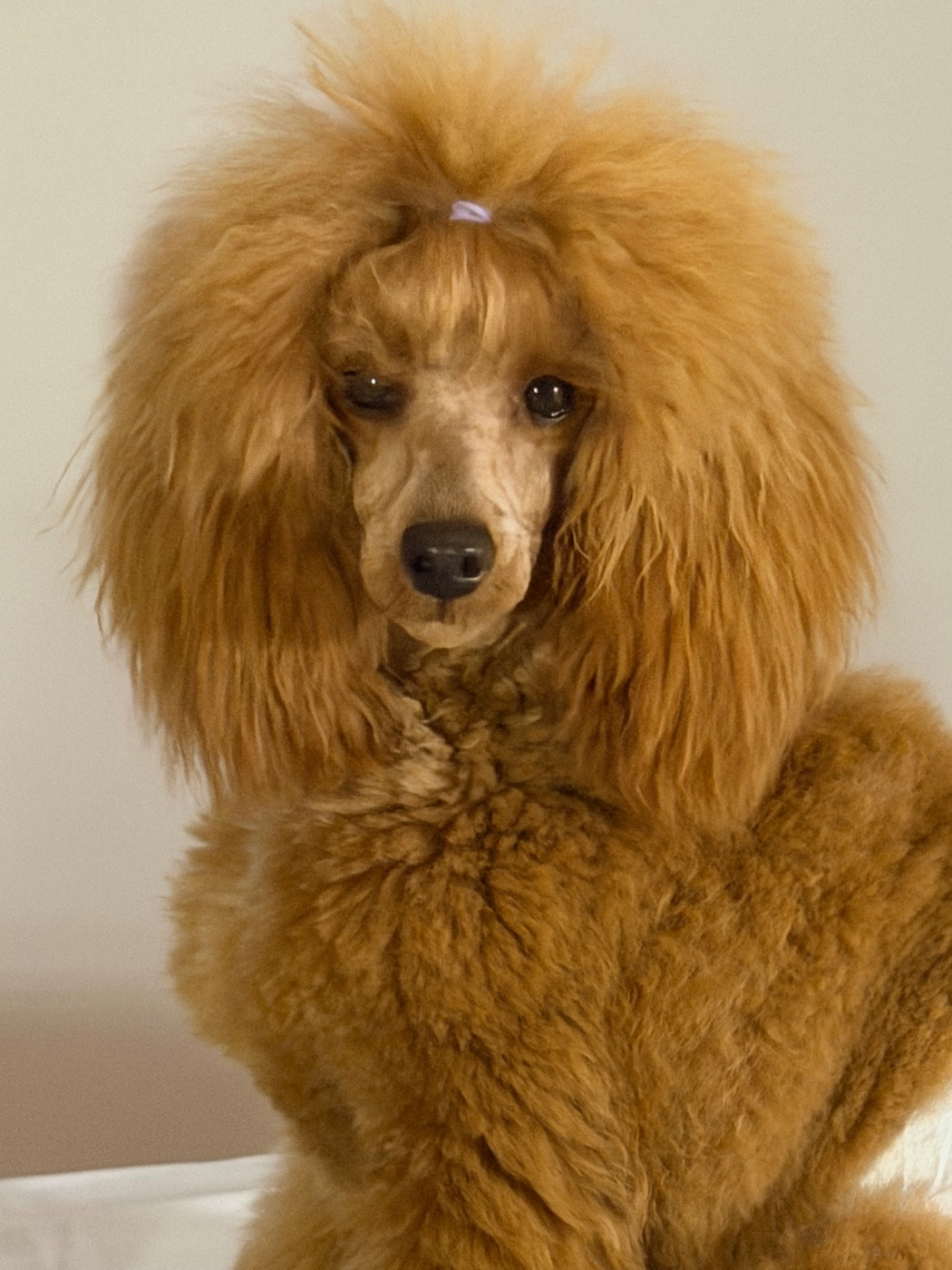 Amande Du pré moussey