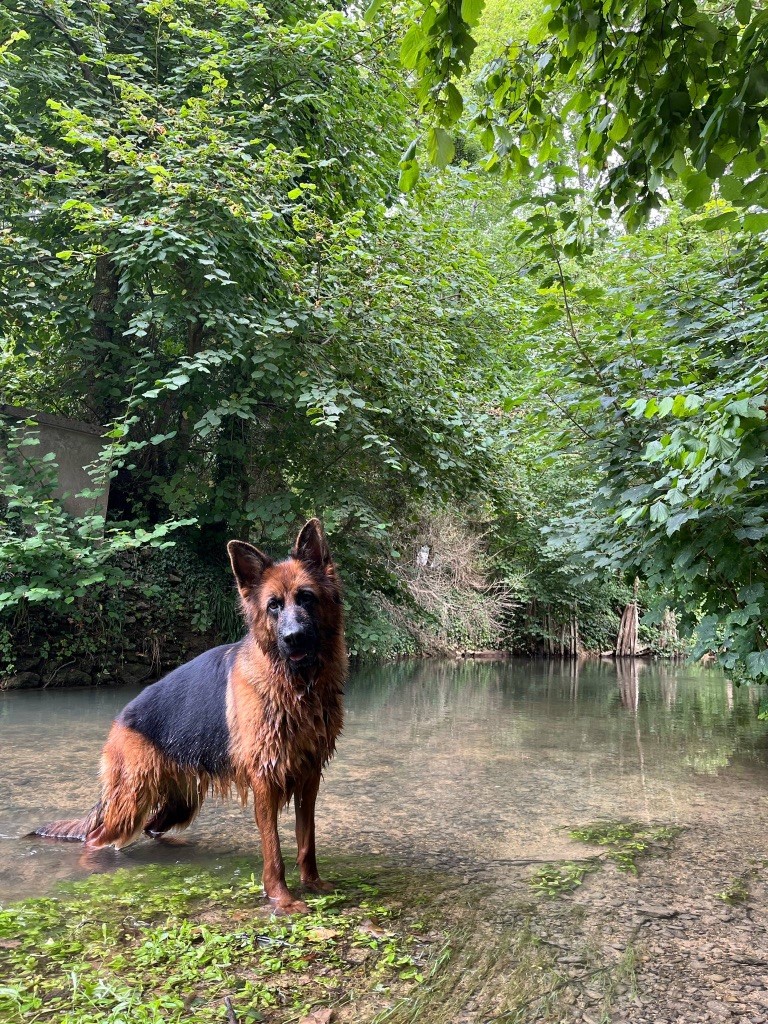 Sabatta est à vendre 