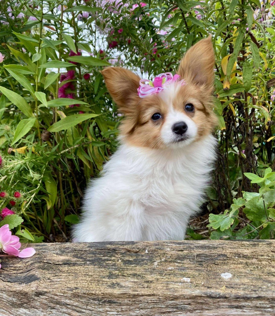 Du pré moussey - Chiots disponibles - Epagneul nain Continental (Papillon)