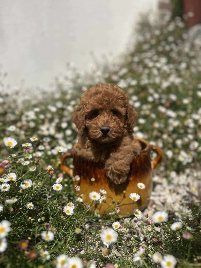 Du pré moussey - Chiots disponibles - Caniche