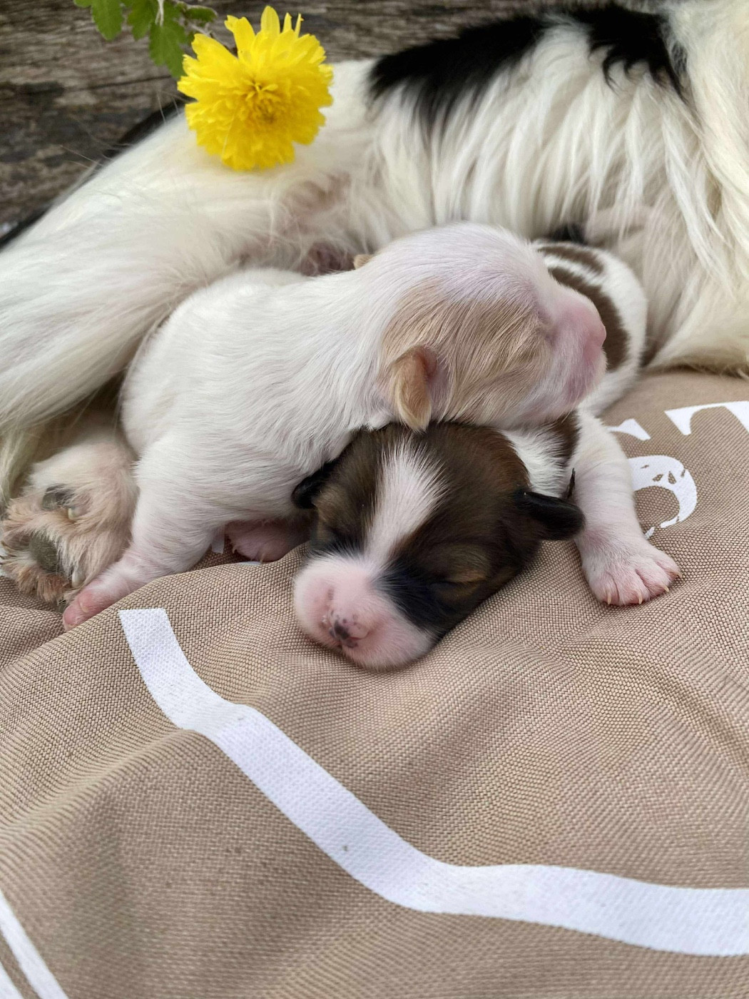 Du pré moussey - Chiots disponibles - Epagneul nain Continental (Papillon)