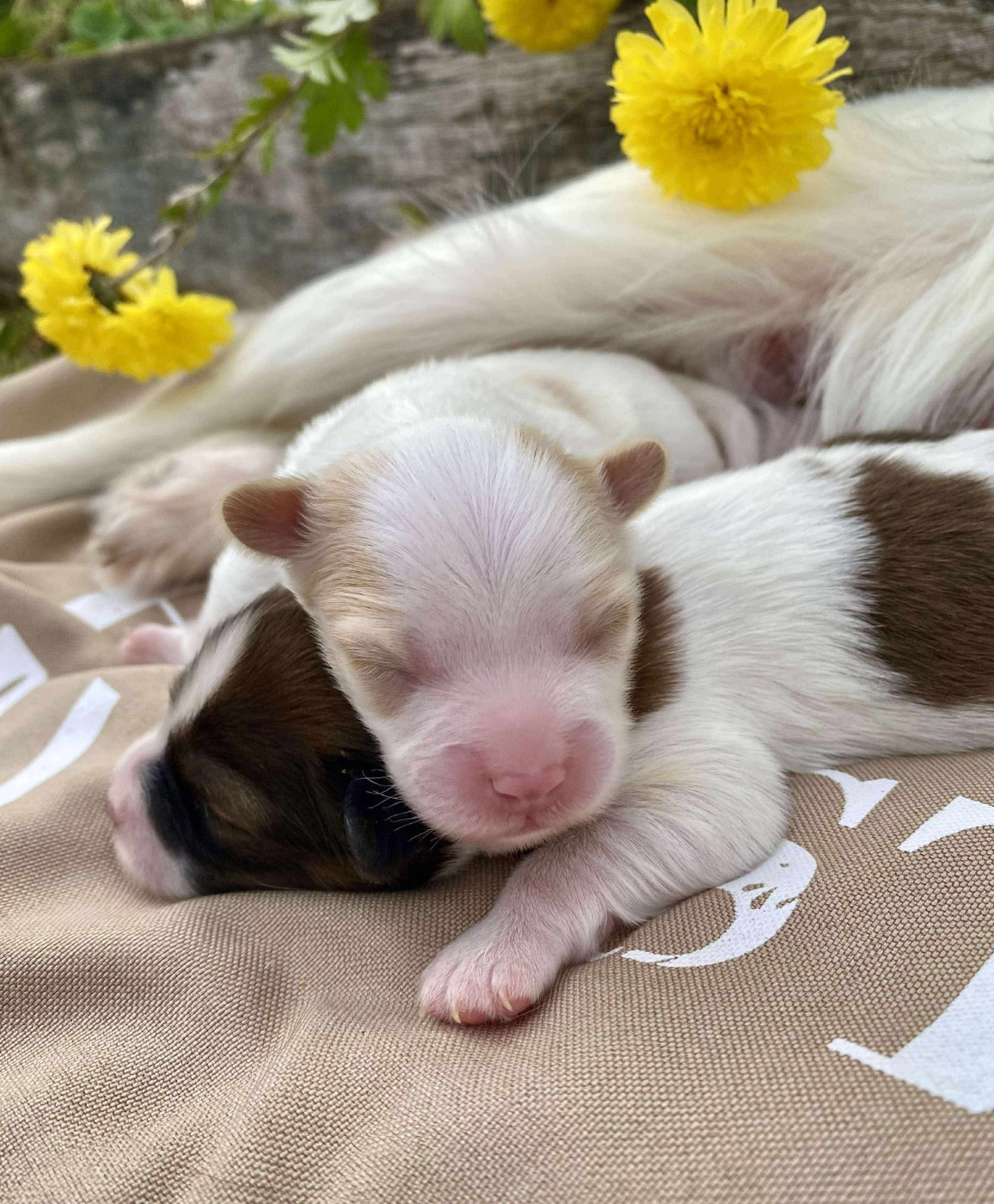 Du pré moussey - Chiots disponibles - Epagneul nain Continental (Papillon)