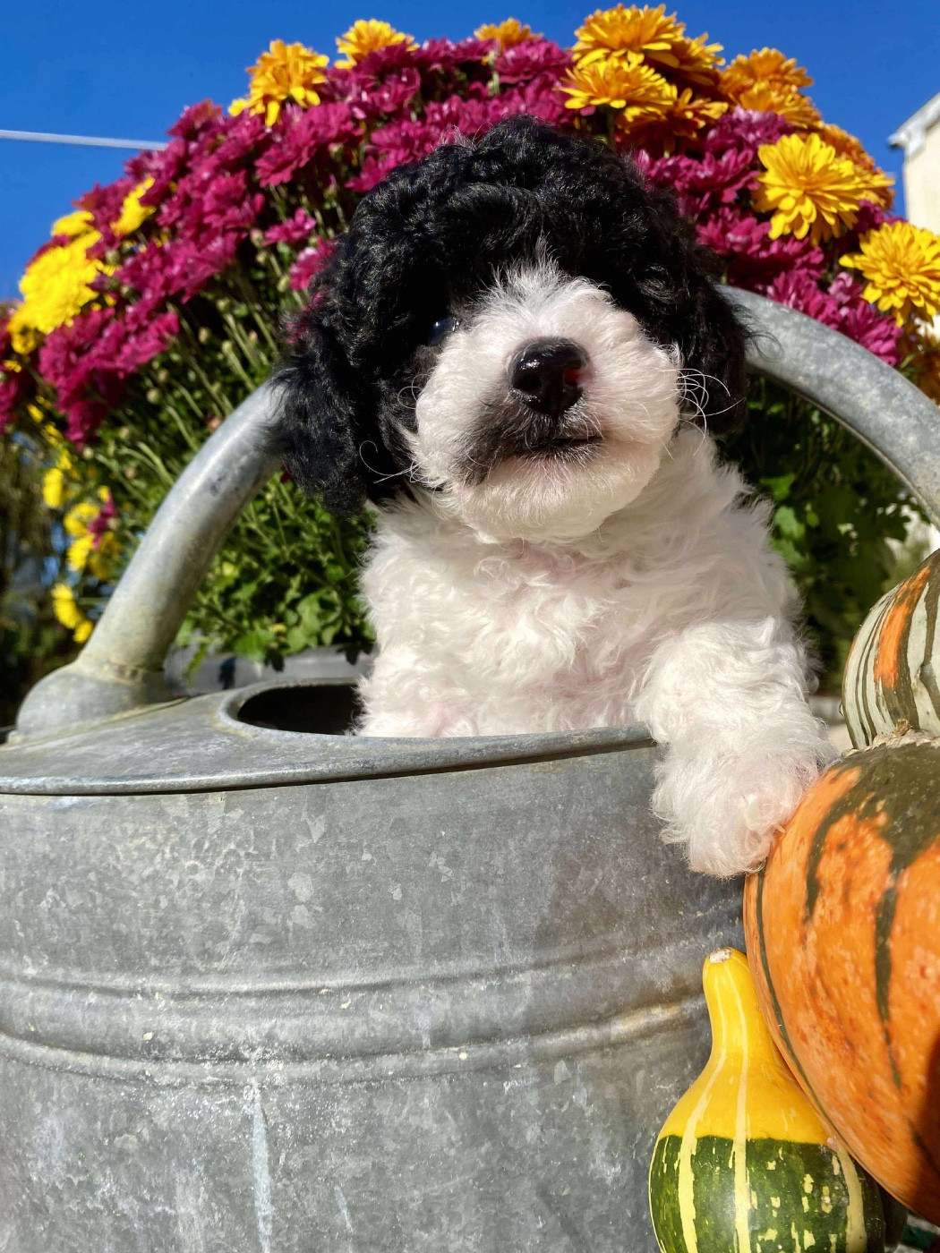 Du pré moussey - Chiots disponibles - Caniche