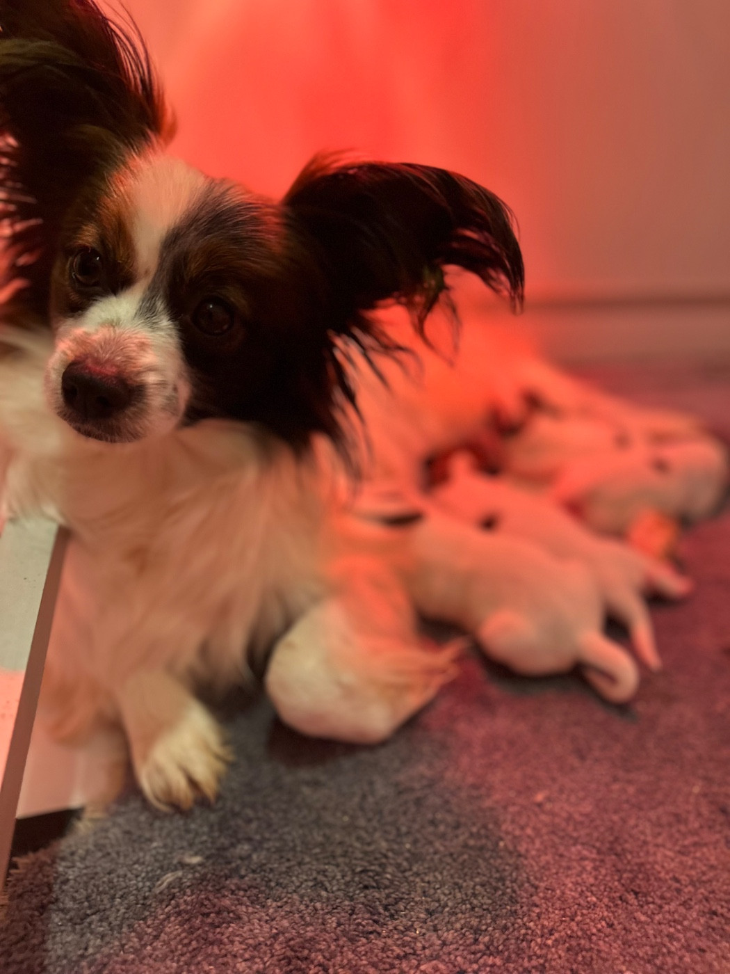 Du pré moussey - Epagneul nain Continental (Papillon) - Portée née le 20/11/2025