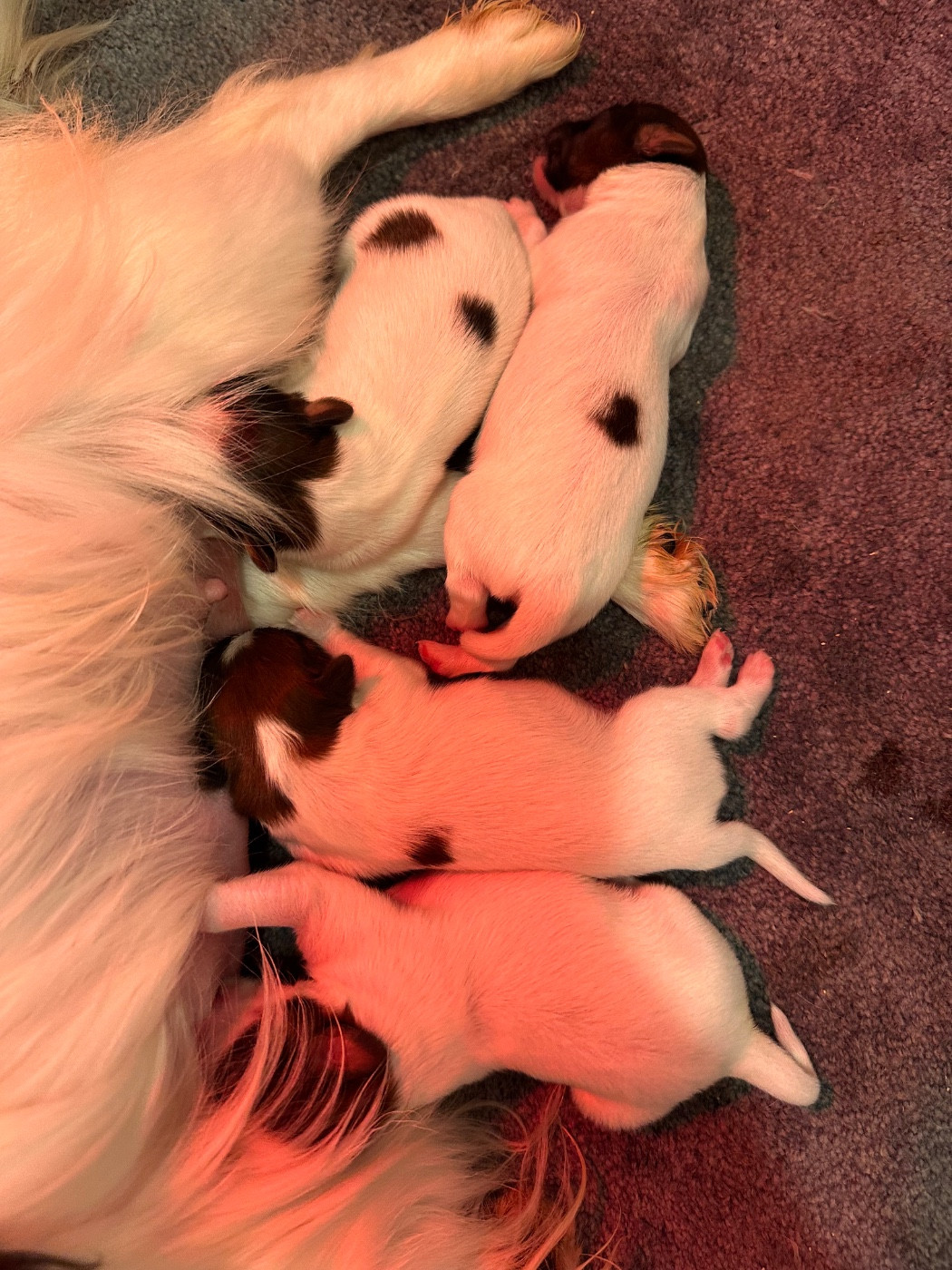 Du pré moussey - Chiots disponibles - Epagneul nain Continental (Papillon)