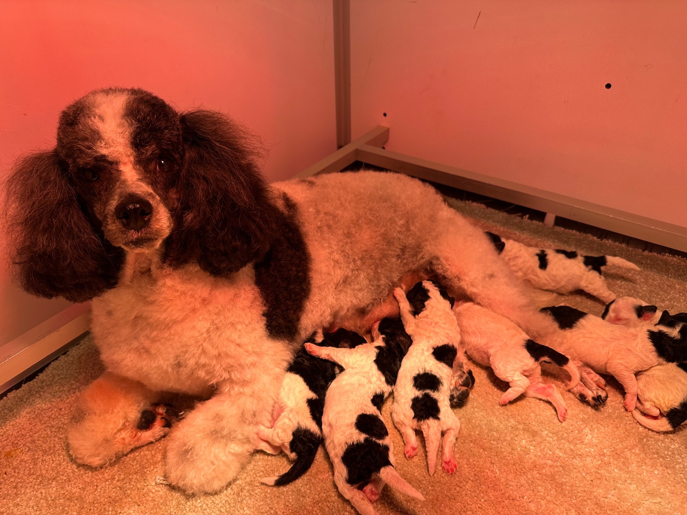 Du pré moussey - Chiots disponibles - Caniche