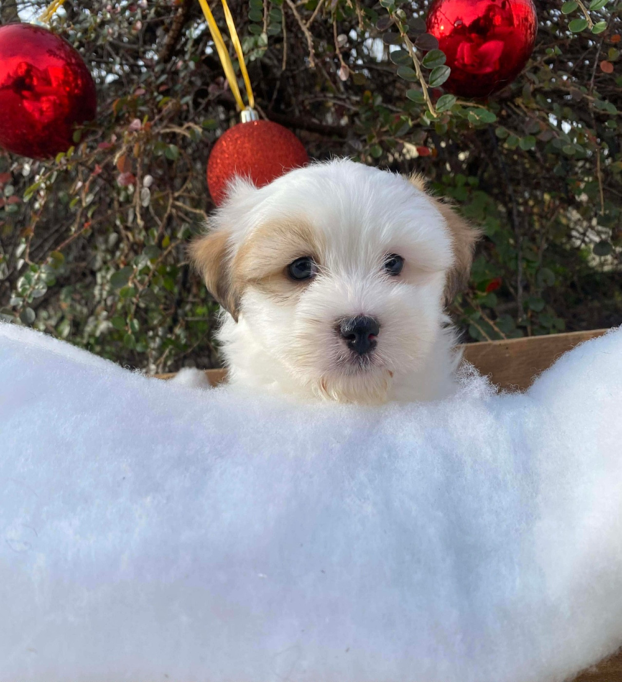 Du pré moussey - Chiots disponibles - Coton de Tulear
