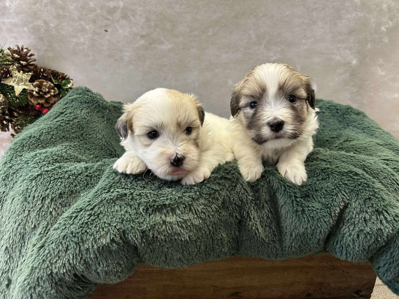 Du pré moussey - Chiots disponibles - Coton de Tulear